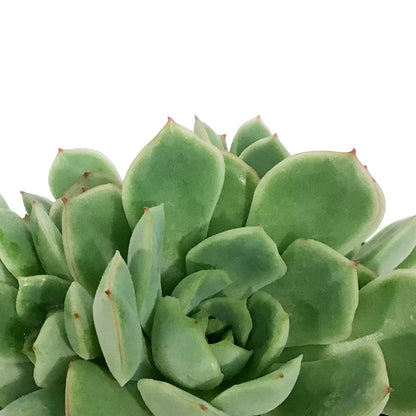 Succulent, 3.5in, Echeveria California Queen