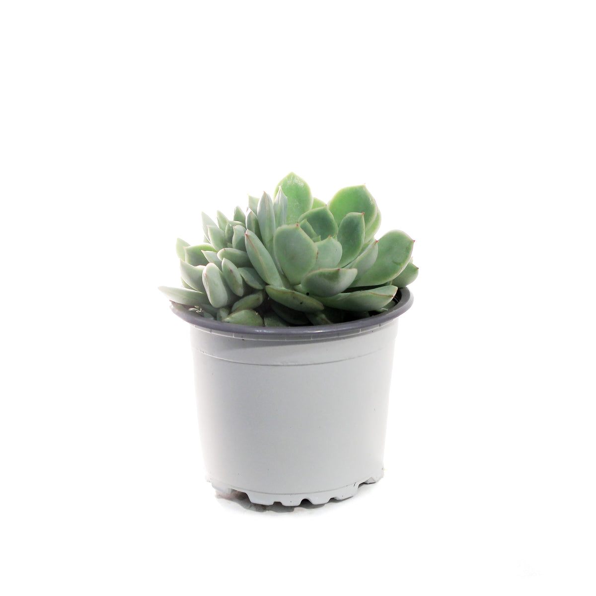 Succulent, 3.5in, Echeveria California Queen