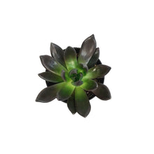 Load image into Gallery viewer, Succulent, 3.5in, Echeveria Affinis, New Black
