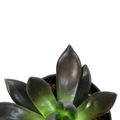 Succulent, 3.5in, Echeveria Affinis, New Black
