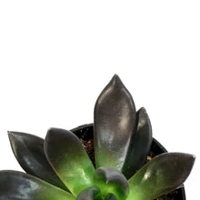 Load image into Gallery viewer, Succulent, 3.5in, Echeveria Affinis, New Black
