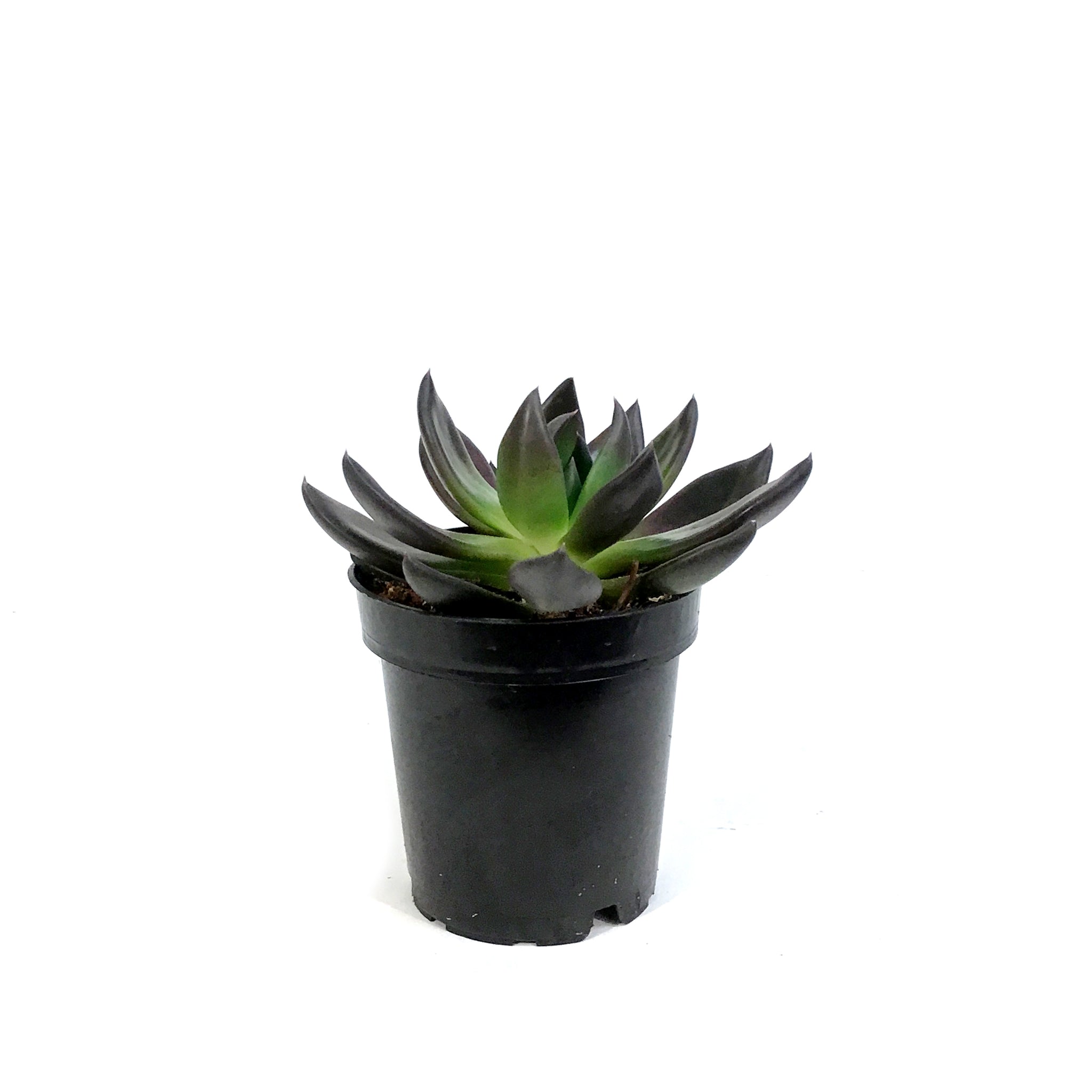 affinis succulent Succulent, 3.5in, Echeveria Affinis, New Black – Floral Acres Greenhouse & Garden Centre