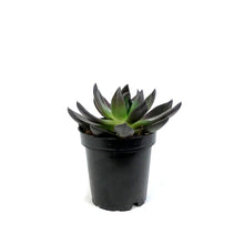Load image into Gallery viewer, Succulent, 3.5in, Echeveria Affinis, New Black

