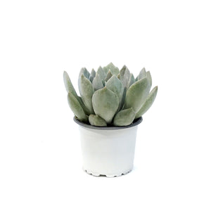 Succulent, 3.5in, Echeveria Pelusida