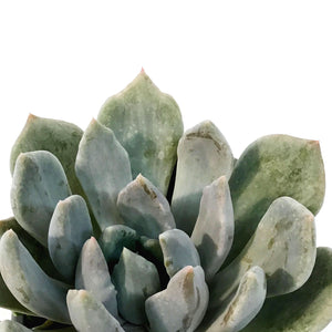 Succulent, 3.5in, Echeveria Pelusida