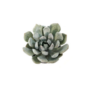 Succulent, 3.5in, Echeveria Pelusida