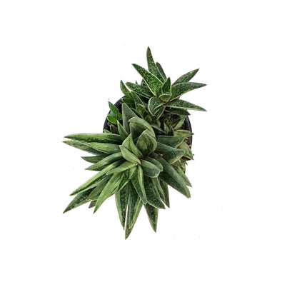 Succulent, 3.5in, Gasteria Green Ice