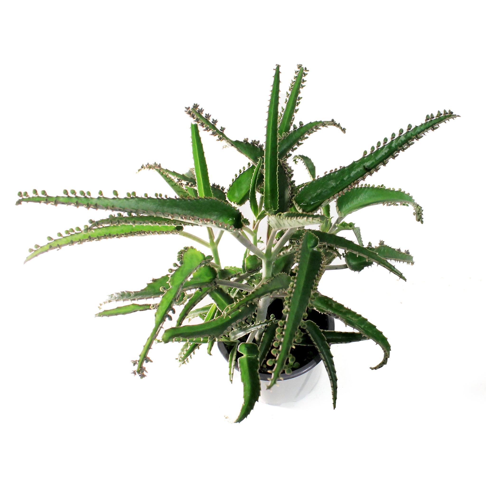 succulent octopus Succulent, 3.5in, Kalanchoe Octopus – Floral Acres Greenhouse & Garden Centre