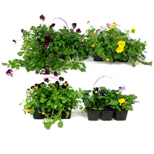 Load image into Gallery viewer, Annual, 6pk, Landscape Pack, Pansies, Assorted
