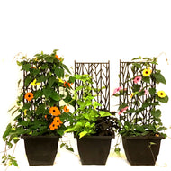 Planter, 8in, w/ Cage, Assorted
