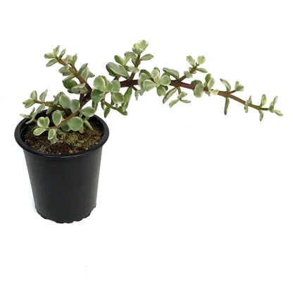 Succulent, 3.5in, Portulaca Afra Variegated