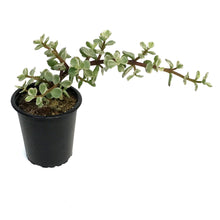 Load image into Gallery viewer, Succulent, 3.5in, Portulaca Afra Variegated
