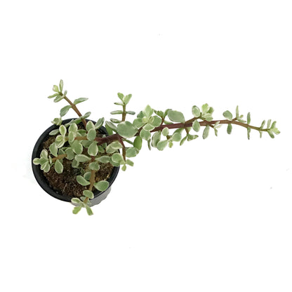 Succulent, 3.5in, Portulaca Afra Variegated