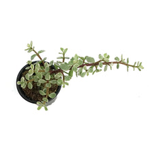 Load image into Gallery viewer, Succulent, 3.5in, Portulaca Afra Variegated
