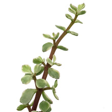 Load image into Gallery viewer, Succulent, 3.5in, Portulaca Afra Variegated
