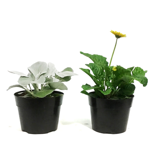 Planter, 8in, Premium Pot, Assorted