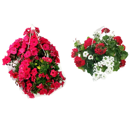 Hanging Basket, 10in, Canada Day, Assorted