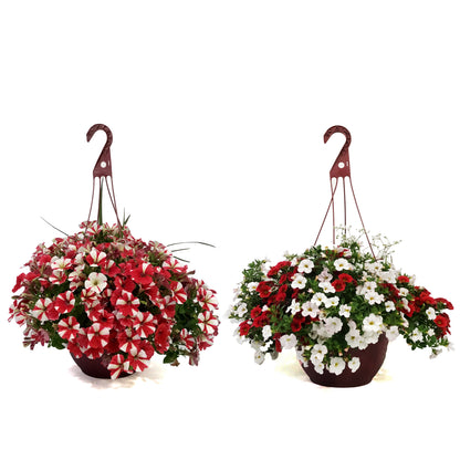 Hanging Basket, 12in, Canada Day, Assorted