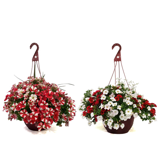 Hanging Basket, 12in, Canada Day, Assorted