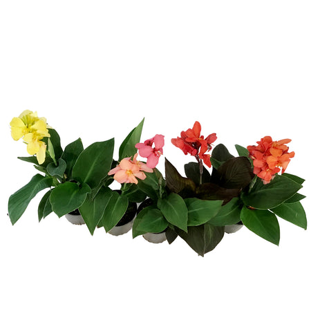 Annual, 1gal Canna, Assorted