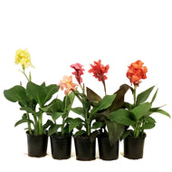 Annual, 1gal Canna, Assorted