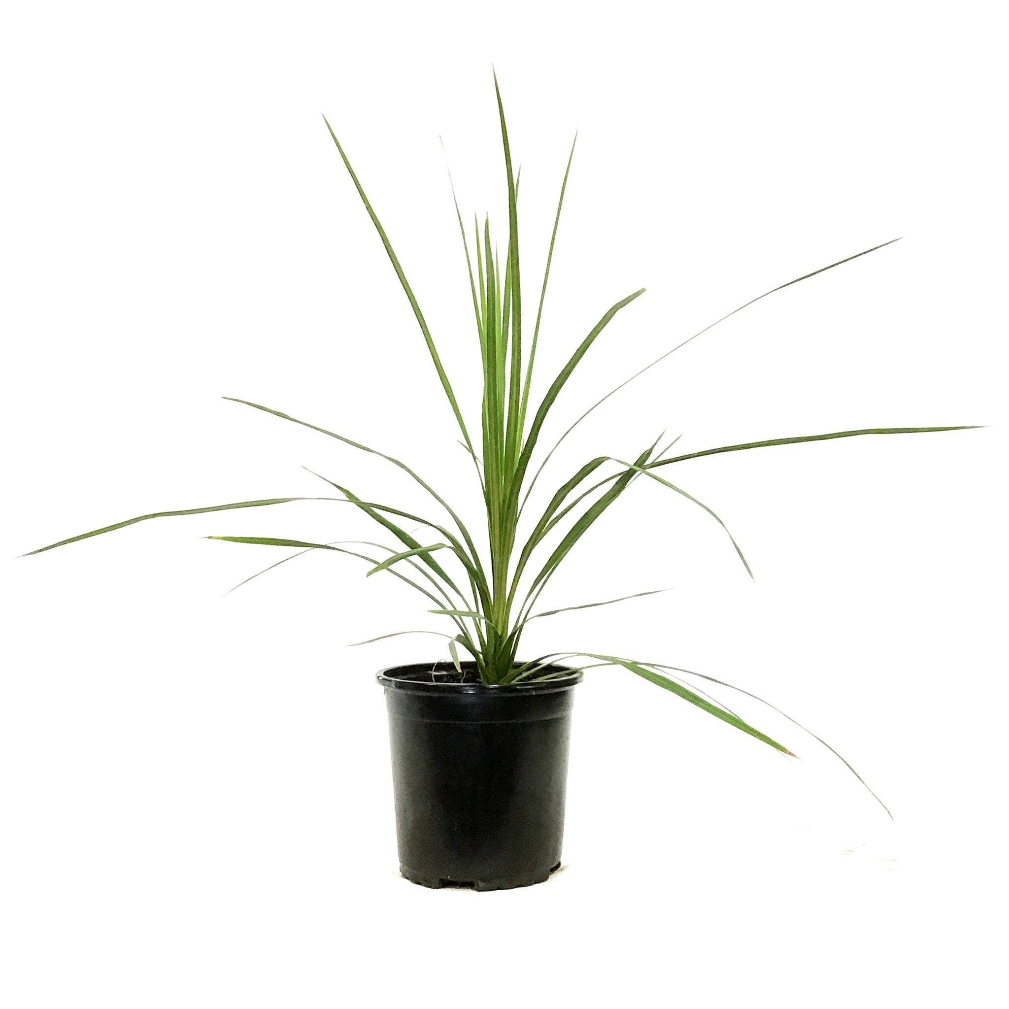 dracaena annual Annual, 1gal Dracaena, Assorted – Floral Acres Greenhouse & Garden Centre
