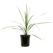 Load image into Gallery viewer, Annual, 1gal Dracaena, Assorted
