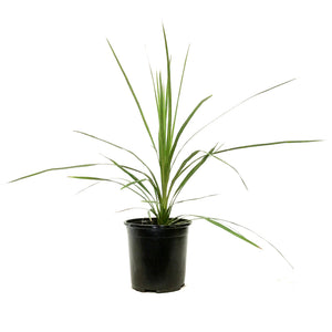 dracaena asstd Annual, 1gal Dracaena, Assorted – Floral Acres Greenhouse & Garden Centre