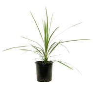 Annual, 1gal Dracaena, Assorted