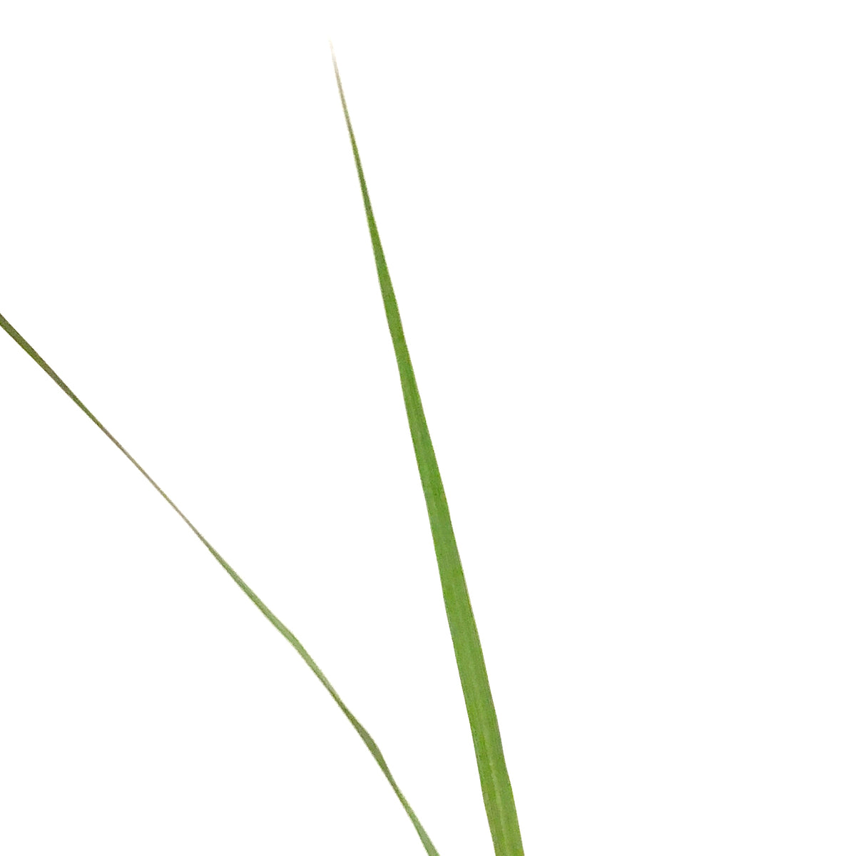 Annual, 4in, Dracaena