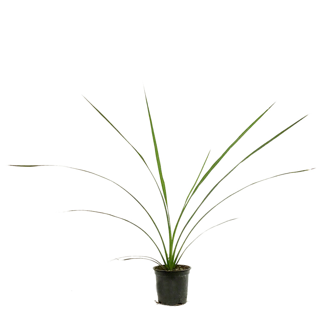 dracaena annual Annual, 4in, Dracaena – Floral Acres Greenhouse & Garden Centre