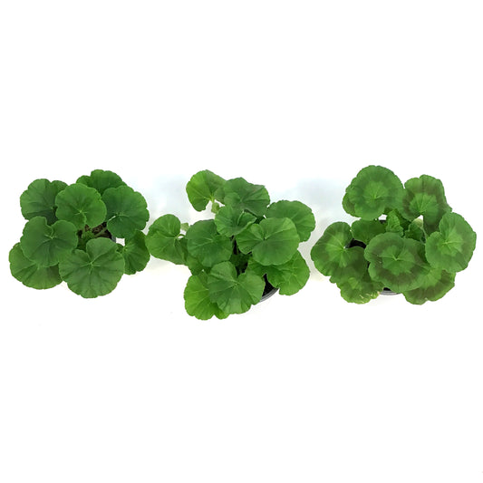 Annual, 3.5in, Geranium, Assorted