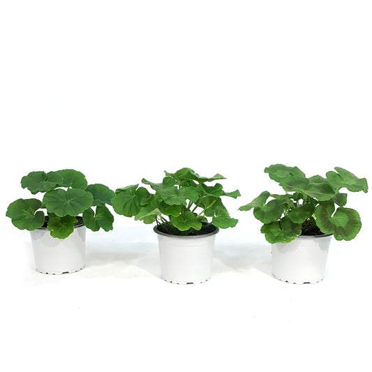 Annual, 3.5in, Geranium, Assorted