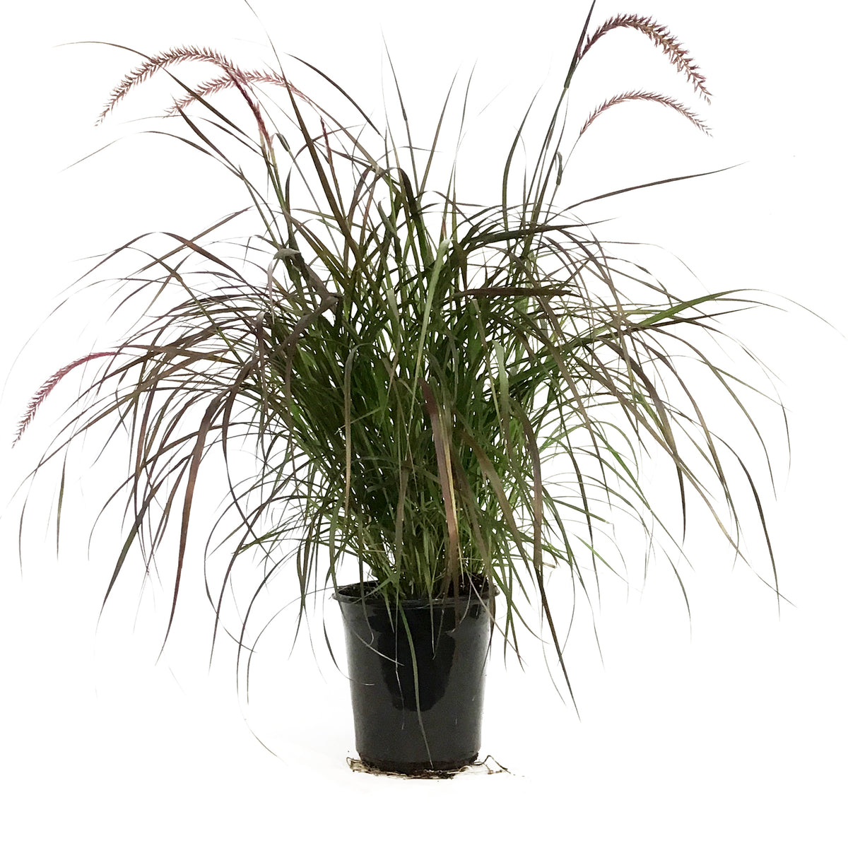 Annual, 1gal, Grass, Assorted