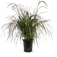 Annual, 1gal, Grass, Assorted