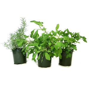 Herb, 1gal, Potted, Assorted