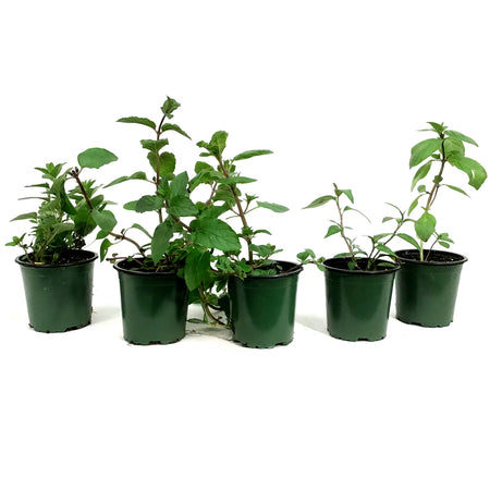 Herb, 4in, Potted, Assorted