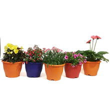 Load image into Gallery viewer, Planter, 7.5in, Pixie Pot, Assorted
