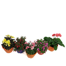 Load image into Gallery viewer, Planter, 7.5in, Pixie Pot, Assorted
