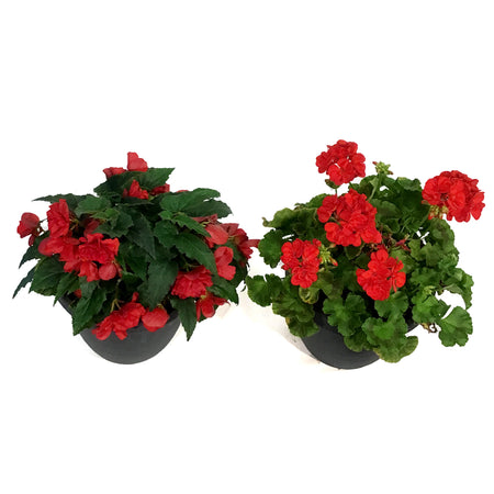 Planter, 10in, Spring Combo, Assorted