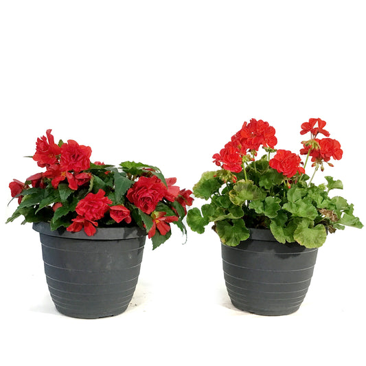 Planter, 10in, Spring Combo, Assorted