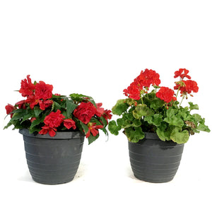 Planter, 10in, Spring Combo, Assorted