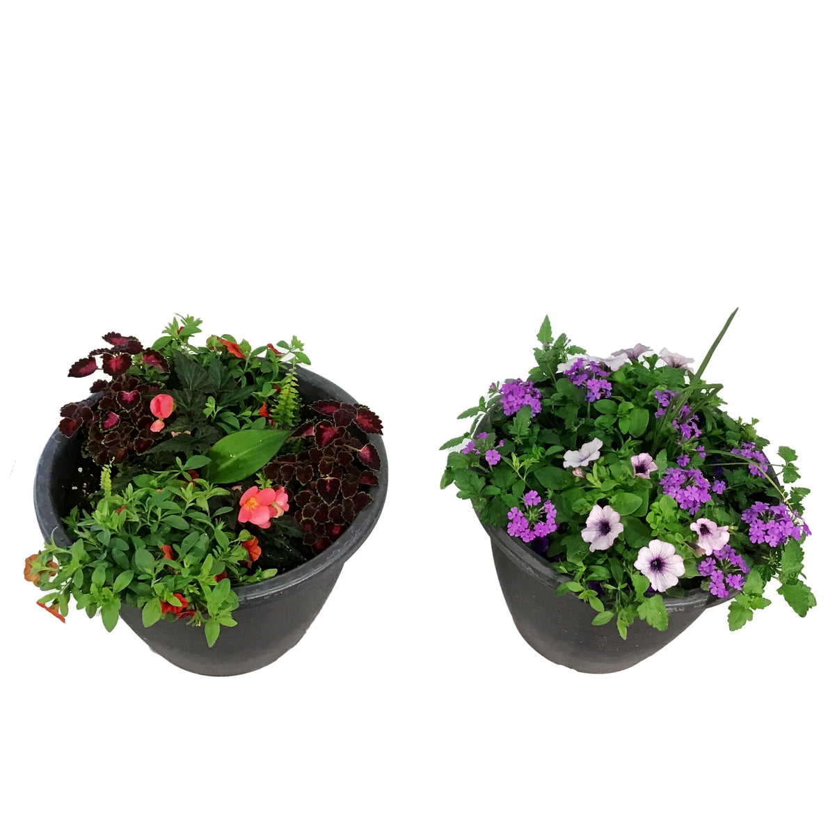 Planter, 16in, Spring Combo, Assorted
