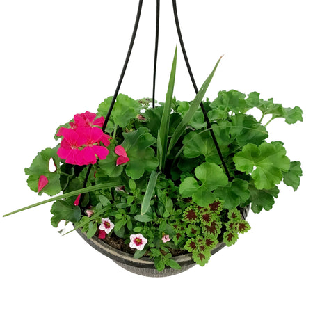 Hanging Basket, 12in, Spring Combo, Assorted