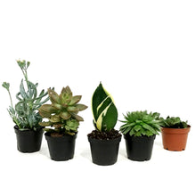 Load image into Gallery viewer, Succulent, 2in, Potted, Assorted
