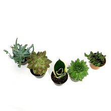 Load image into Gallery viewer, Succulent, 2in, Potted, Assorted
