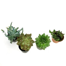 Load image into Gallery viewer, Succulent, 2in, Potted, Assorted
