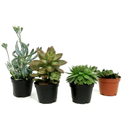 Succulent, 2in, Potted, Assorted