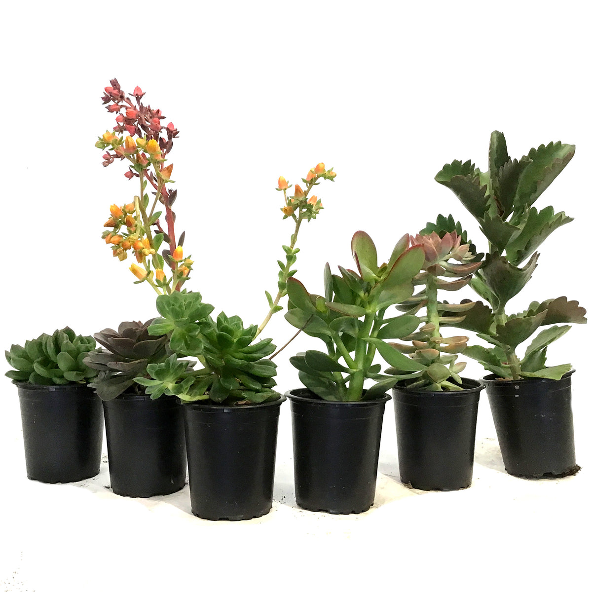 Succulent, 3.5in, Potted, Assorted