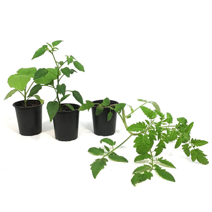 Vegetable, 3.5in, Potted, Assorted